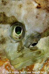 If Picasso shot a topknot (Zeugopterus punctatus) it woul... by Joao Pedro Tojal Loia Soares Silva 